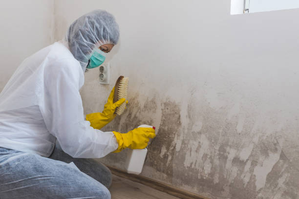 Best Crawl Space Mold Removal  in Wayne, MI