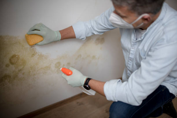 Best Commercial Mold Removal  in Wayne, MI