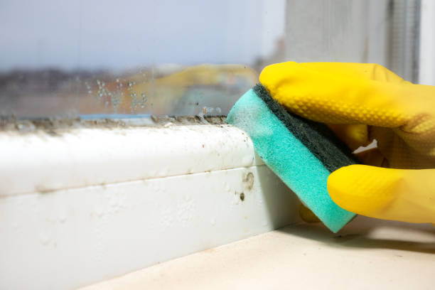 Best Residential Mold Removal  in Wayne, MI